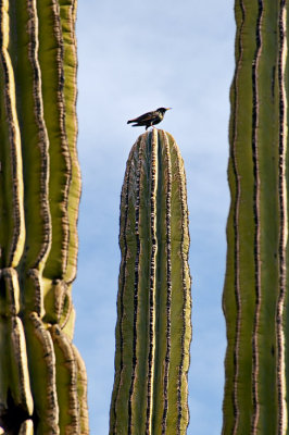 Giant saguaro