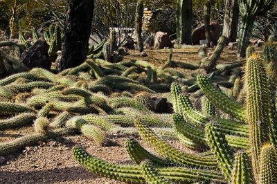 Octopus cactus