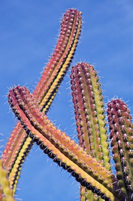 Cactus symphony