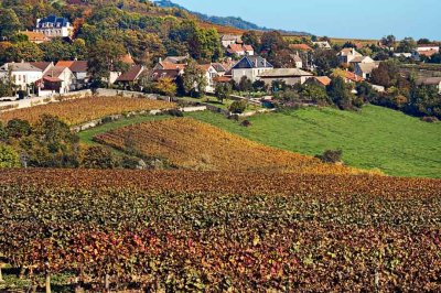 Vineyards everywhere