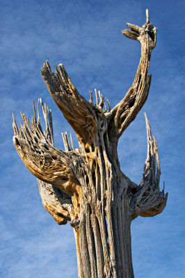 Saguaro skeleton