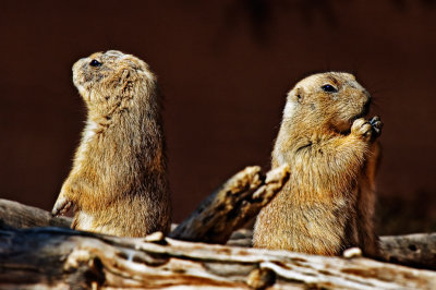 Groundhog couple