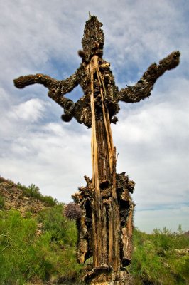 Skeleton