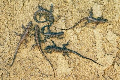 Lizard convention on wall