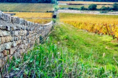 Ancient vineyard wall