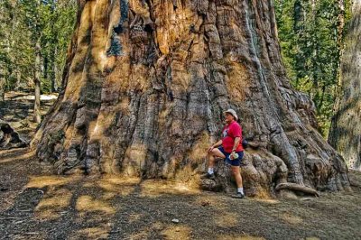 Huge sequoia