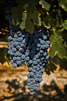 Grape cluster