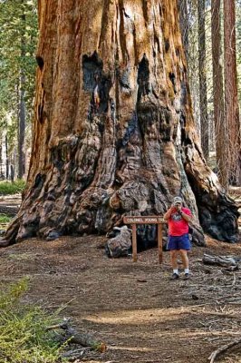 Colonel Young Tree ,Sequoia National Park