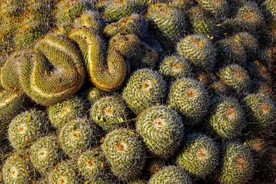 Cactus