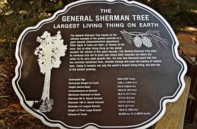 General Sherman tree