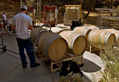 Filling the barrels
