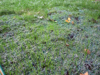 Lawn Project '07: ver. 01 - Phase II