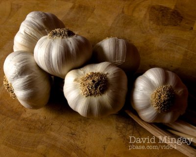 Feb 7: Garlic