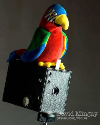 Fe18: Stoopid Parrot
