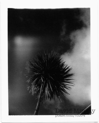 Polaroid palm with flare