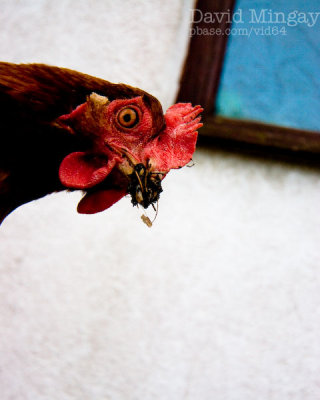 Mar 26: Mo chicken
