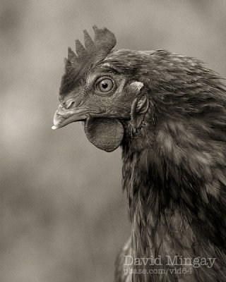 Jun 24: Portrait of a chicken