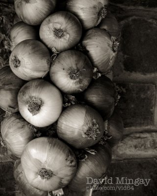 Aug 23: Onions