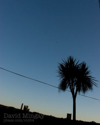 Sep 4: Palm Tree?