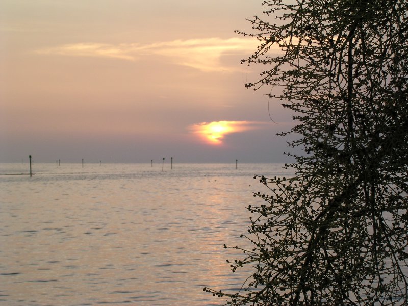 Pine Island Sunset
