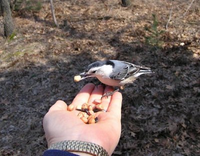 Hand Feeding the Birds of the Pinery Provincial Park