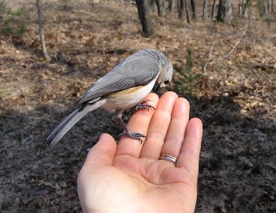 Hand Feeding the Birds of the Pinery Provincial Park