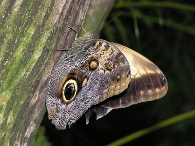 Butterflies of 2007