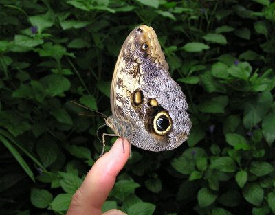 On my finger