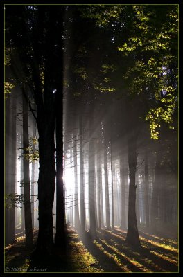 wood 1