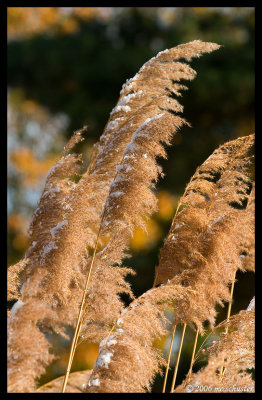 goldenlight