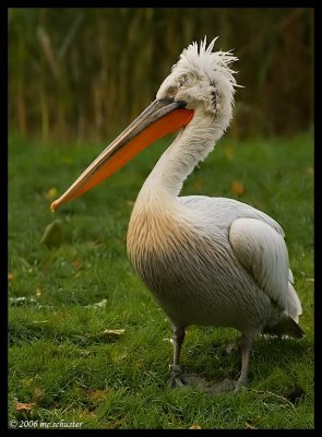 pelican