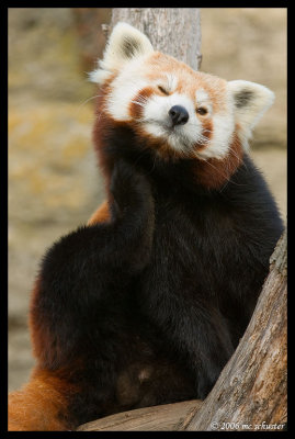 redpanda