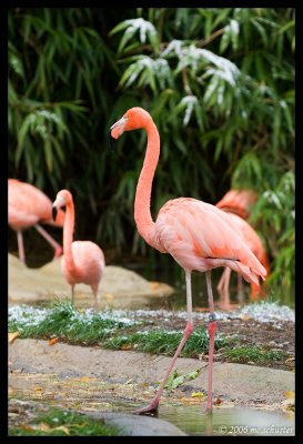 snowflamingo