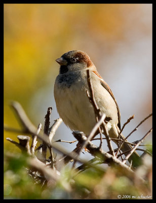 spatz1
