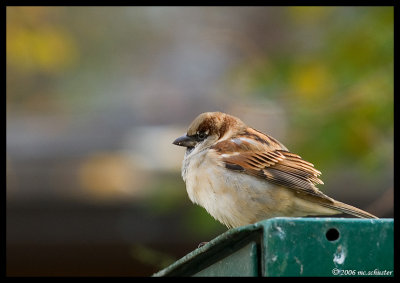 spatz2