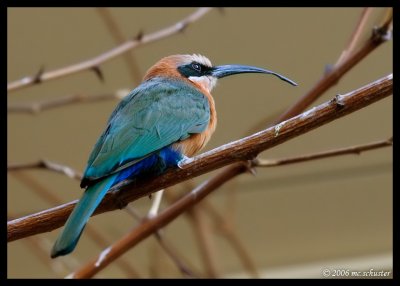 vogel?