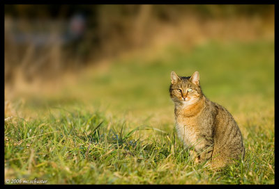 suncat