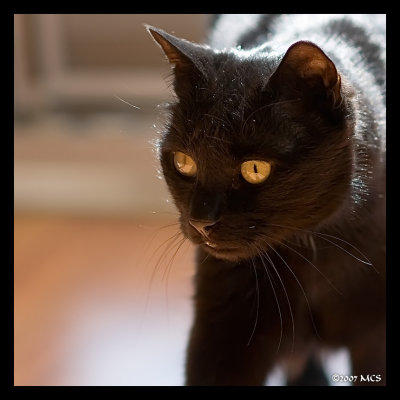 black cat @f2