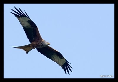 Raptor in Flight.jpg