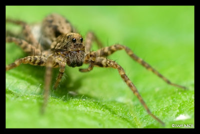 wolfspiderportrait