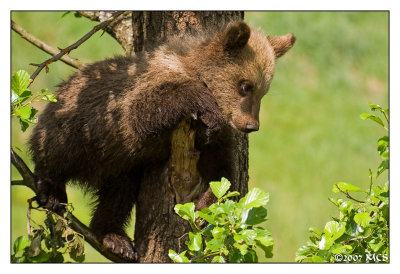 Little Bear 2