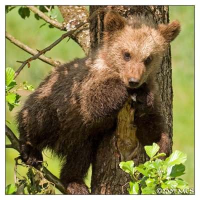 Little Bear 3
