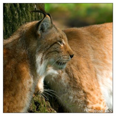 Luchs 1