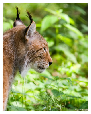 Luchs 2