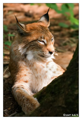 Luchs 3