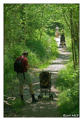 woodland hiking.jpg