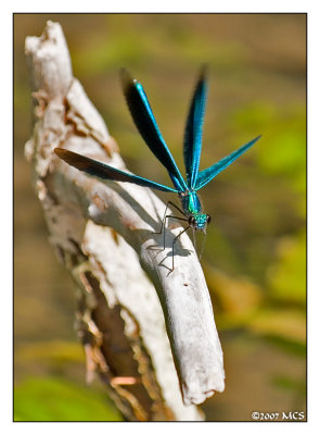 Calopteryx virgo 1