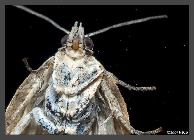 Moth from outerspace 1