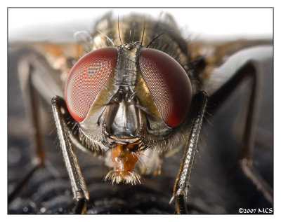 Fly 4