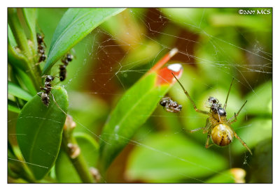 Ameisen vs Spinne  0:2